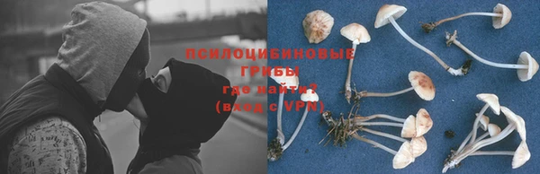 прущие грибы Тавда